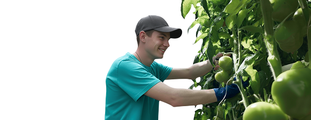 Парень собирает урожай